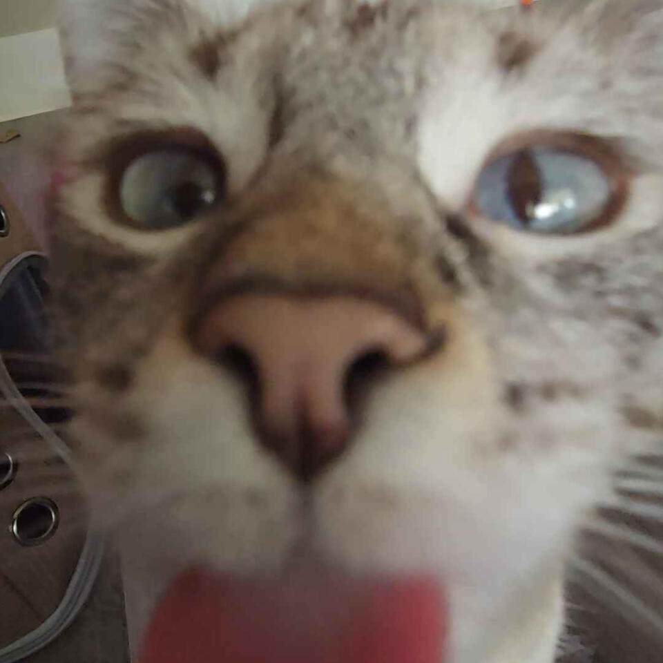 my fuckkging cat Dinkey